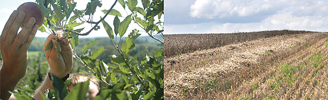 Impressionen: Pflücken eines Apfel, Feld